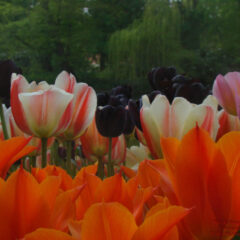 tulipany 67.7